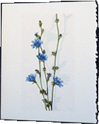 Glimmerglass Art, save the date cards, invitations